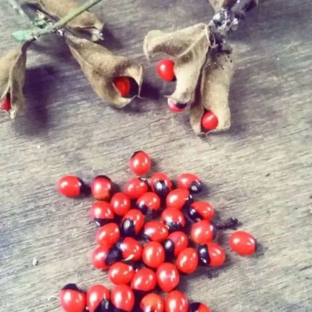 Biji Saga Rambat Per 15 Butir Kualitas Pilihan