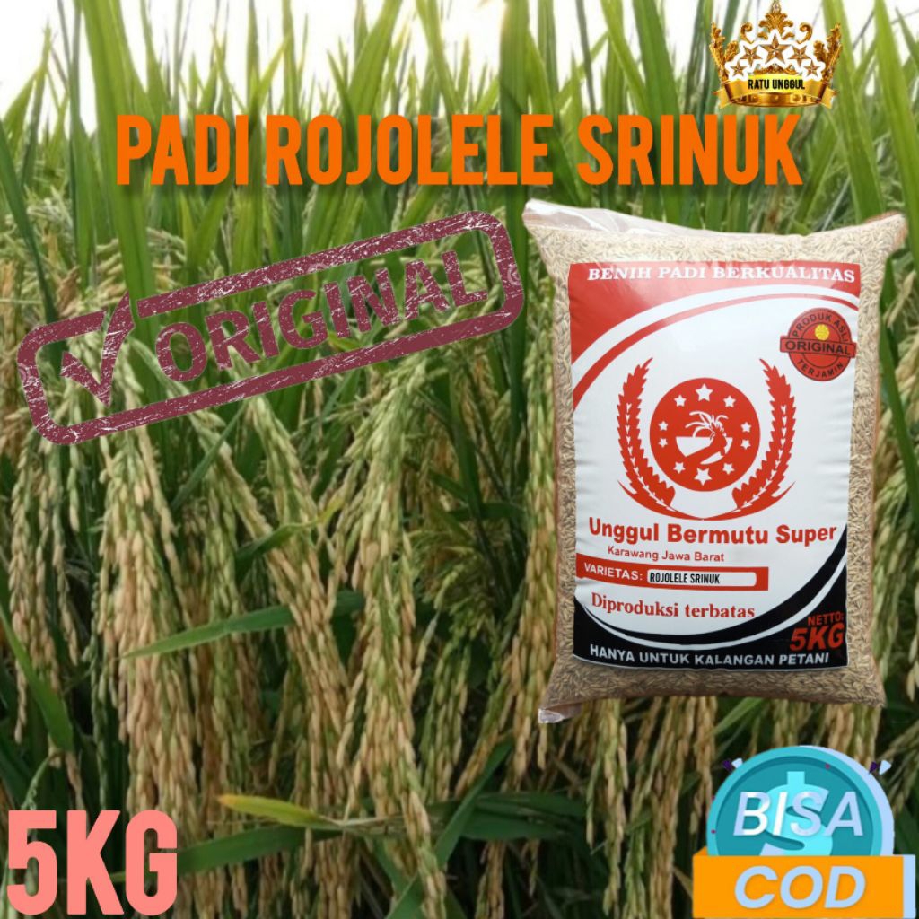 Benih Padi Rojolele Srinuk Super 5Kg Terbaru Kualitas Terjamin