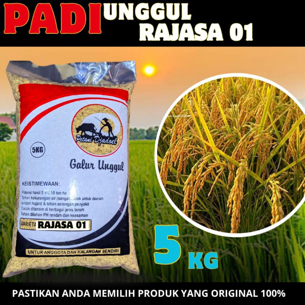 BENIH PADI UNGGUL RAJASA 01 ORIGINAL 5 KG,