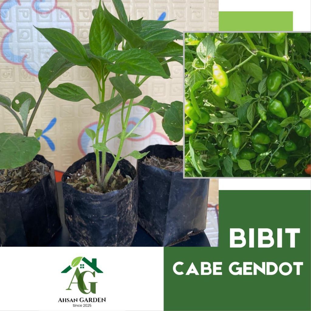BIBIT TANAMAN CABE GENDOT VIRAL MEDIA POLYBAG