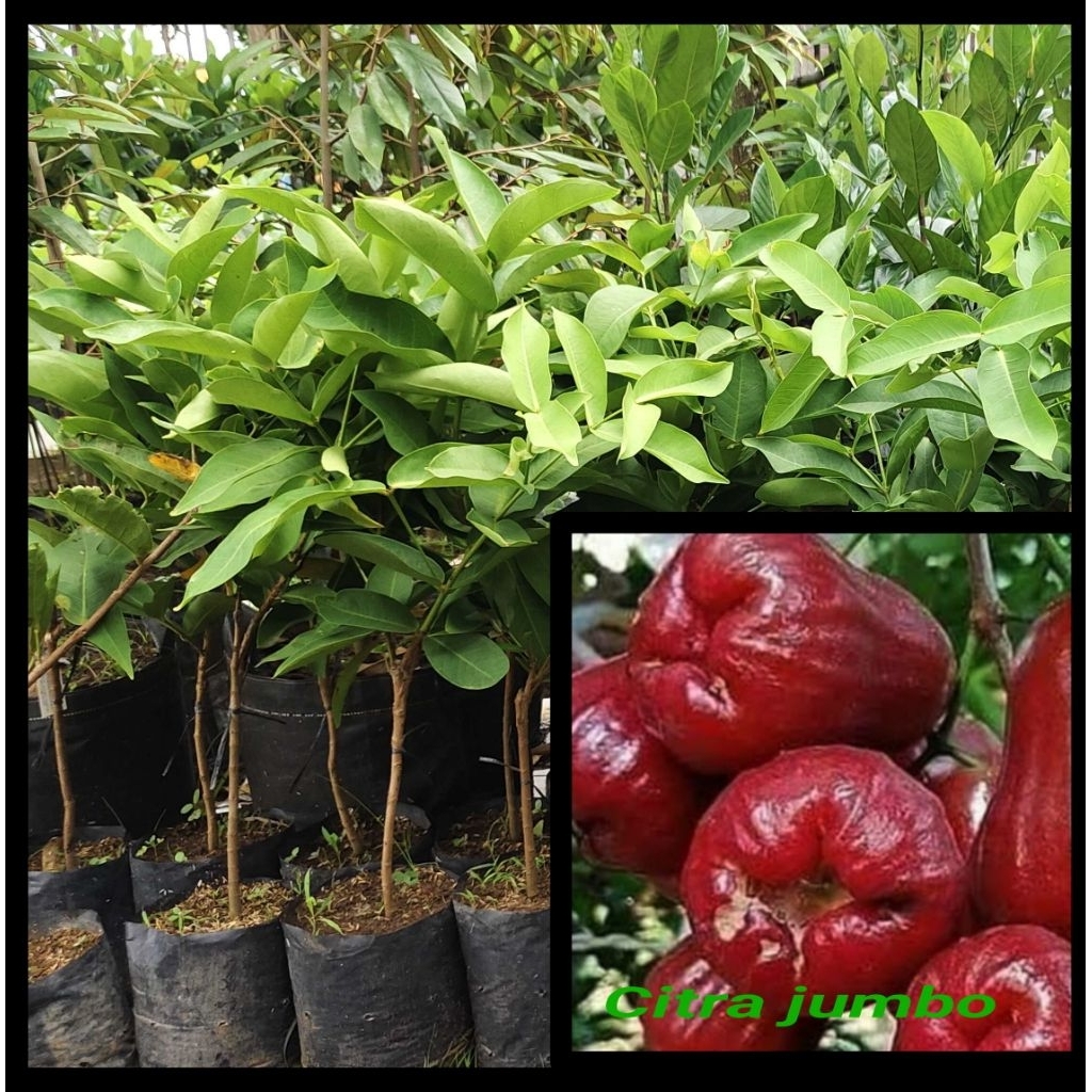 Bibit jambu citra demak