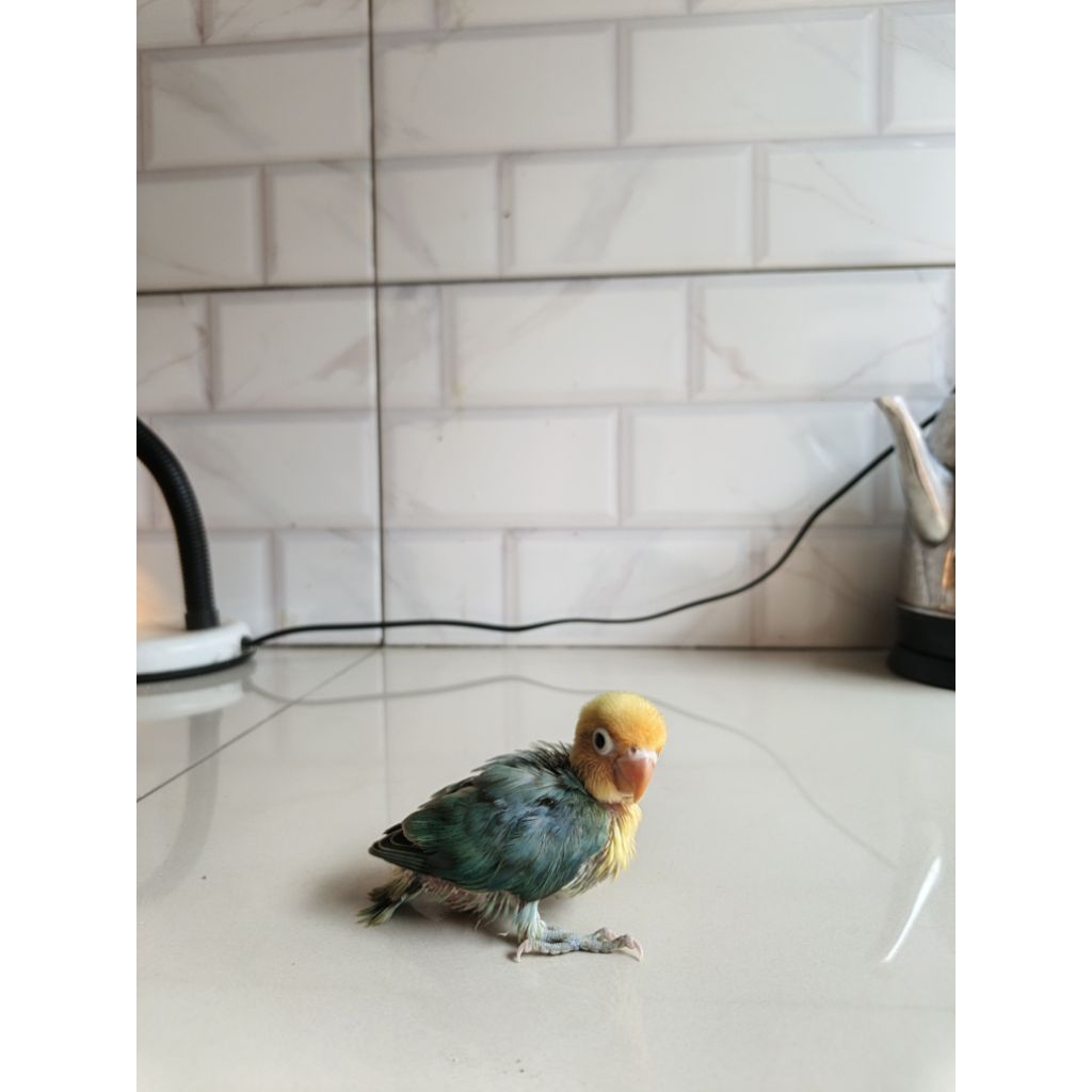 Lolohan Lovebird Bio PB