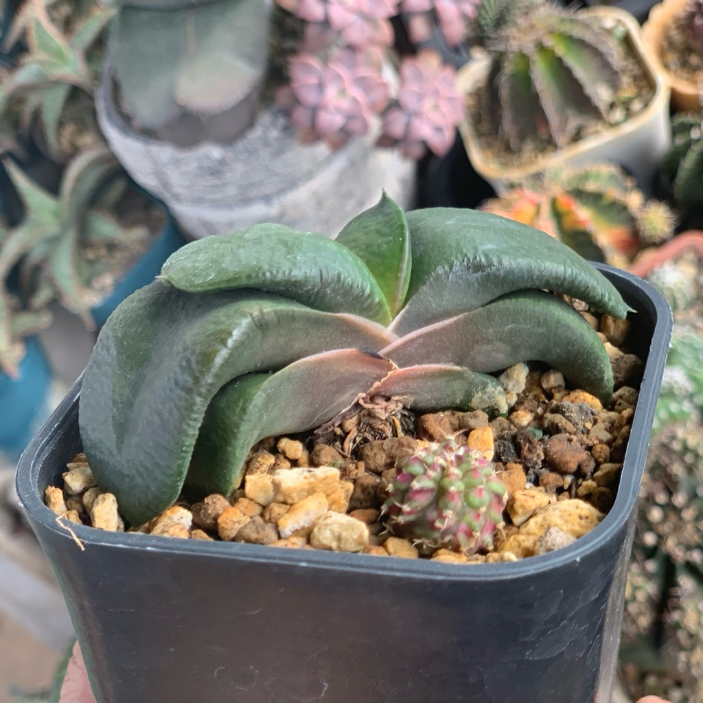 gasteria armstrongi armstrongii kaktus var kaktus tanaman hias hidup gurun hadiah gift hobby hobi ul