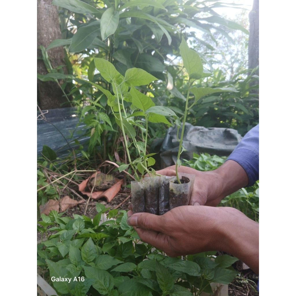 Bibit Cabe Rawit Ori 212