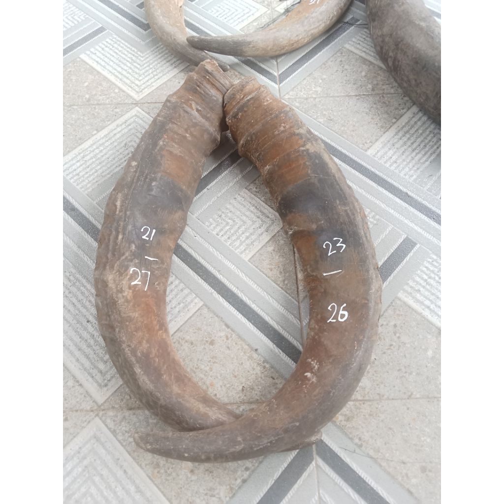 tanduk kerbau padat 26&26