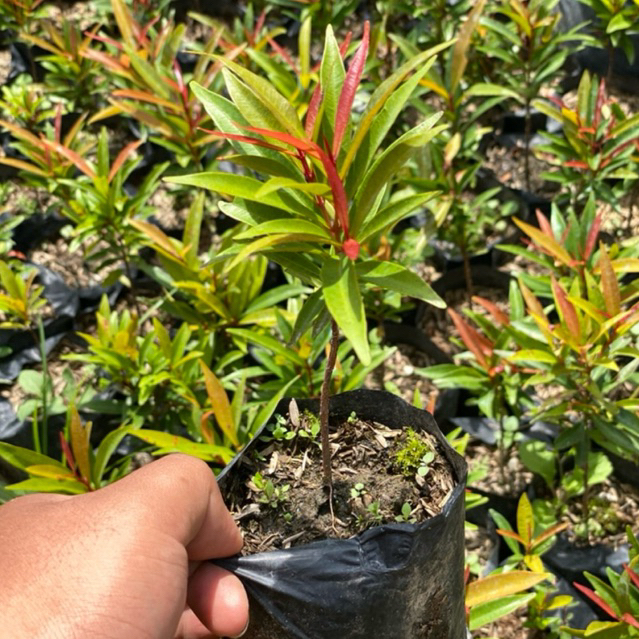 Bibit tanaman pucuk merah kecil