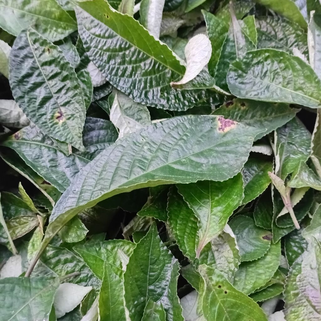 daun ki beling , daun pecah beling super