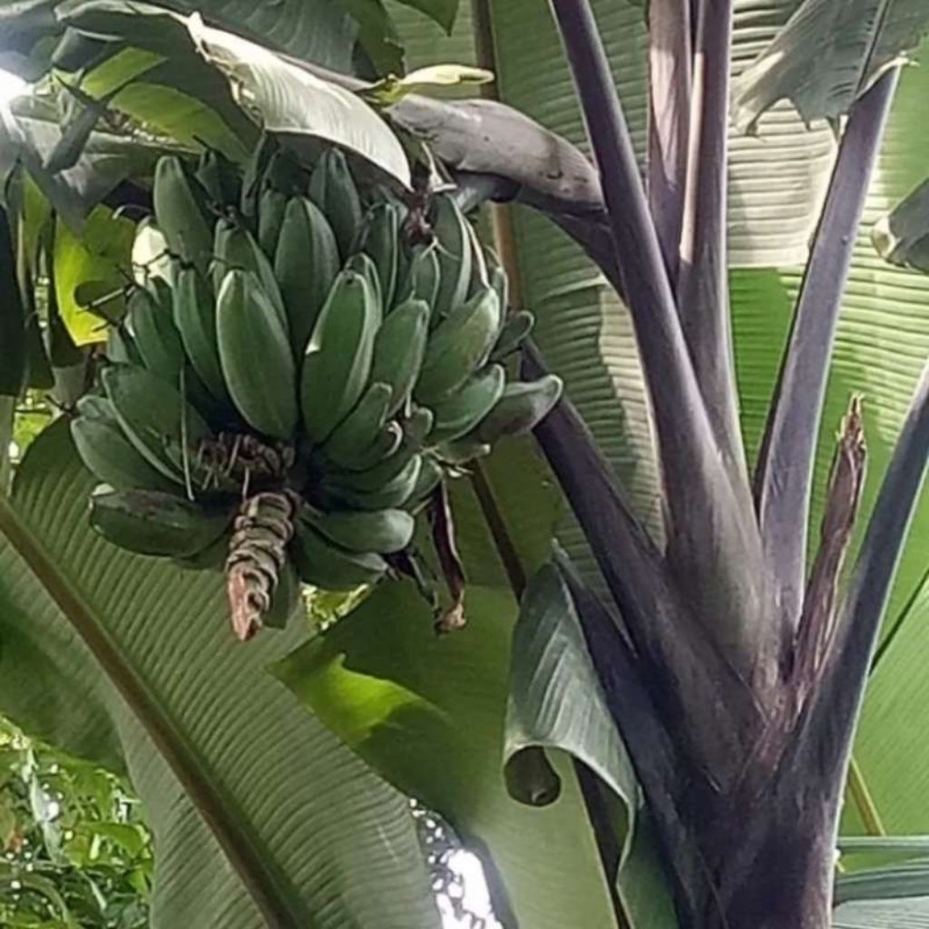 bibit pisang klutuk, bibit tanaman pisang wulung / klutuk, bibit buah pisang klutuk.