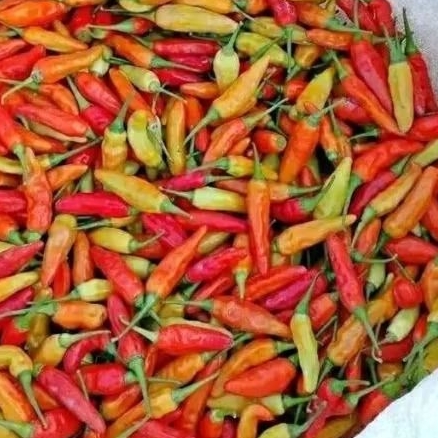 Cabai Rawit 1 kg Segar dan Berkualitas Untuk Kebutuhan Masakan