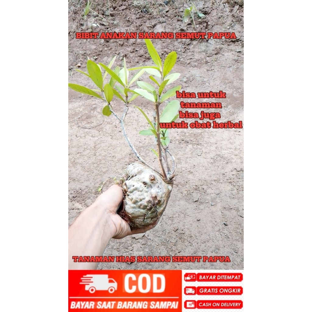 BIBIT ANAKAN SARANG SEMUT PAPUA TANAMAN HIAS/BISA JUGA UNTUK OBAT HERBAL PER 1 PCS