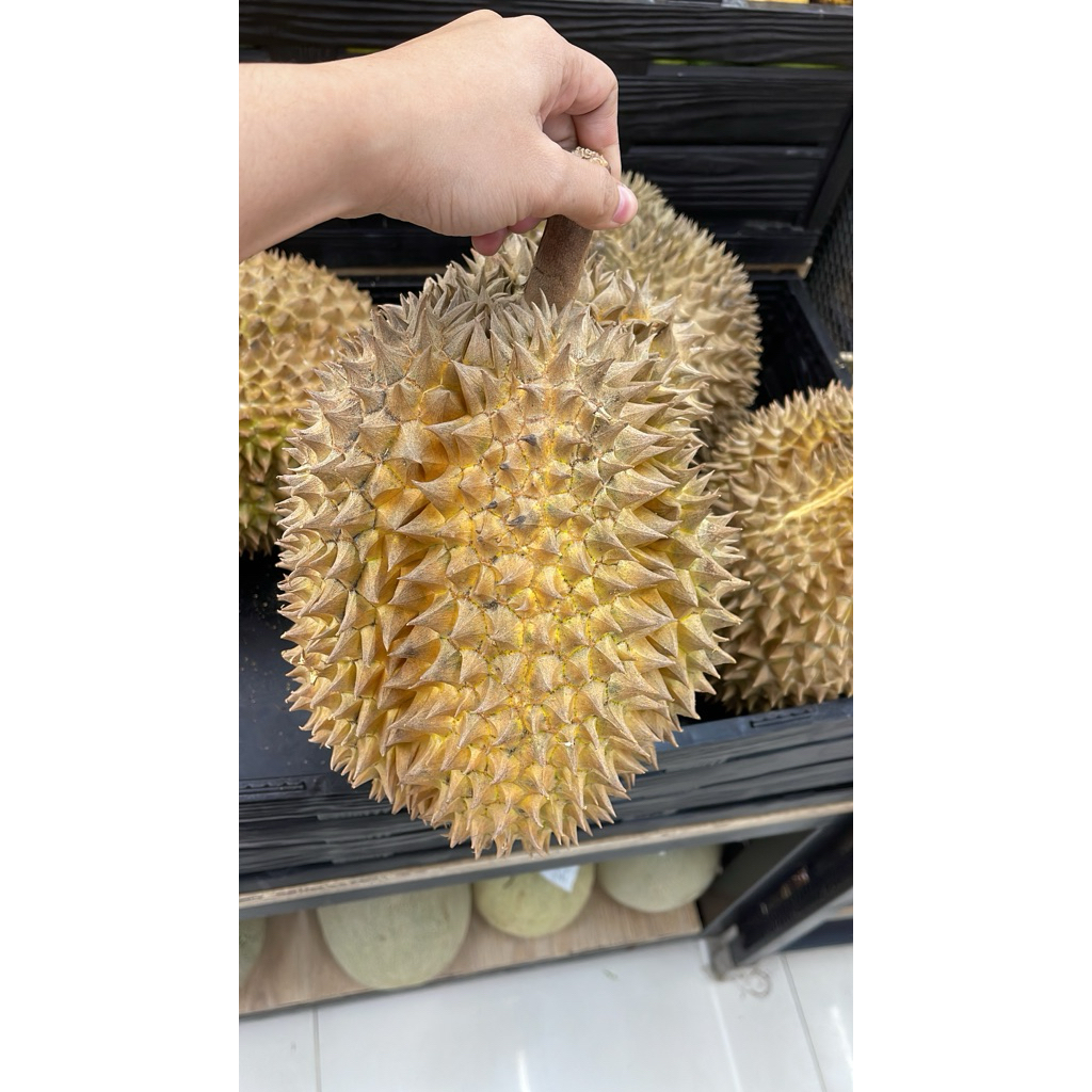 Bibit Durian Bawor Okulasi Asli, Tahan Panas & Cepat Berbuah
