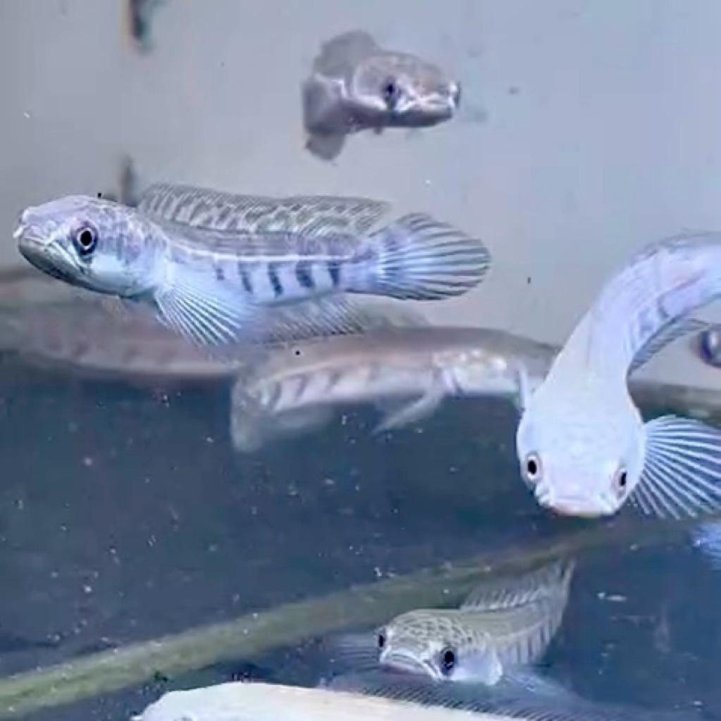 ( Channa ) bahan Maru YS Batik 8-10cm freesticker