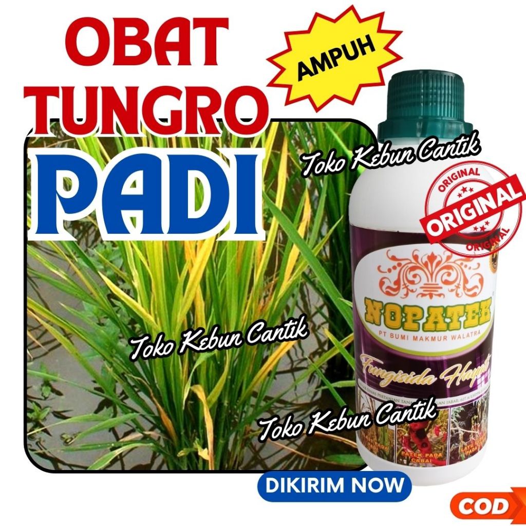 NOPATEK 500ml Obat Blast Padi Organik Fungisida Hayati Ampuh Penyakit Padi