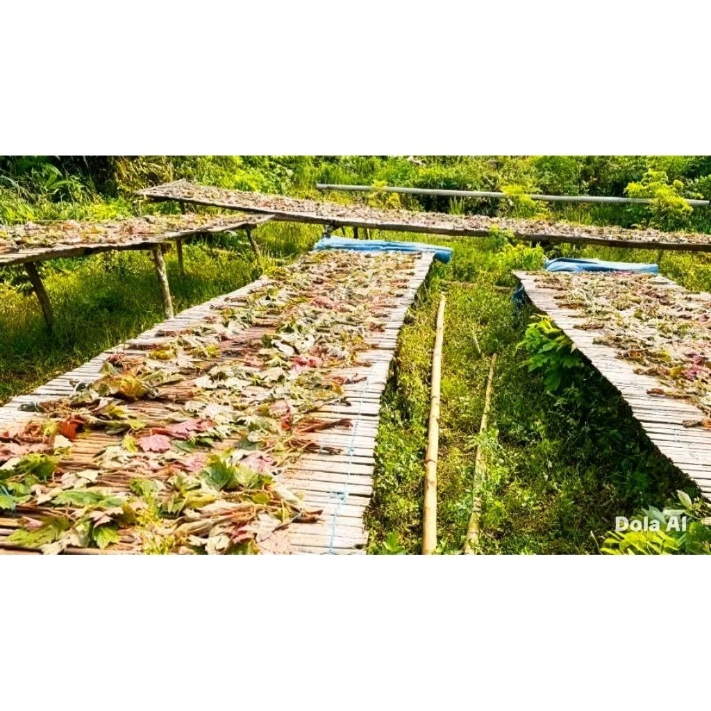 BENALU BATU DAUN ASLI DARI SULAWESI TENGAH DIJAMIN BERKUALITAS DAN BERKHASIAT