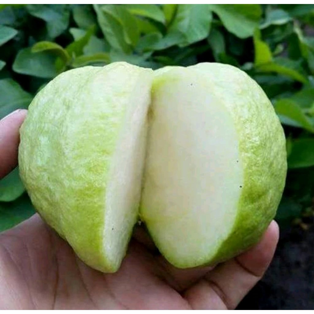 BIBIT JAMBU KRISTAL PUTIH NON BIJI HASIL CANGKOK CEPAT BERBUAH