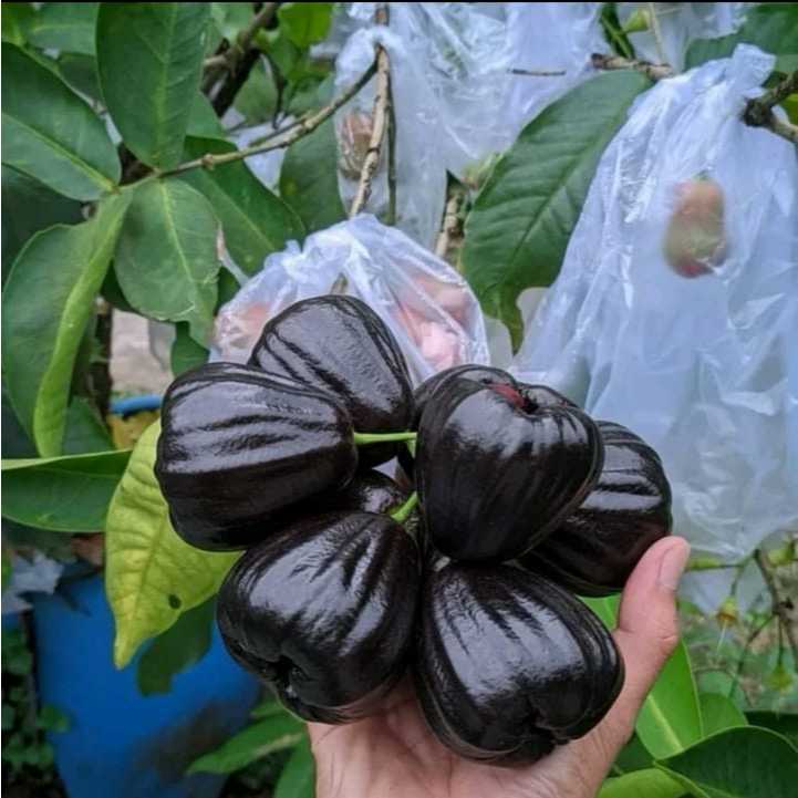 Bibit Jambu Air Hitam Black Guava Asli Okulasi Pendek Cepat Berbuah Di Pot