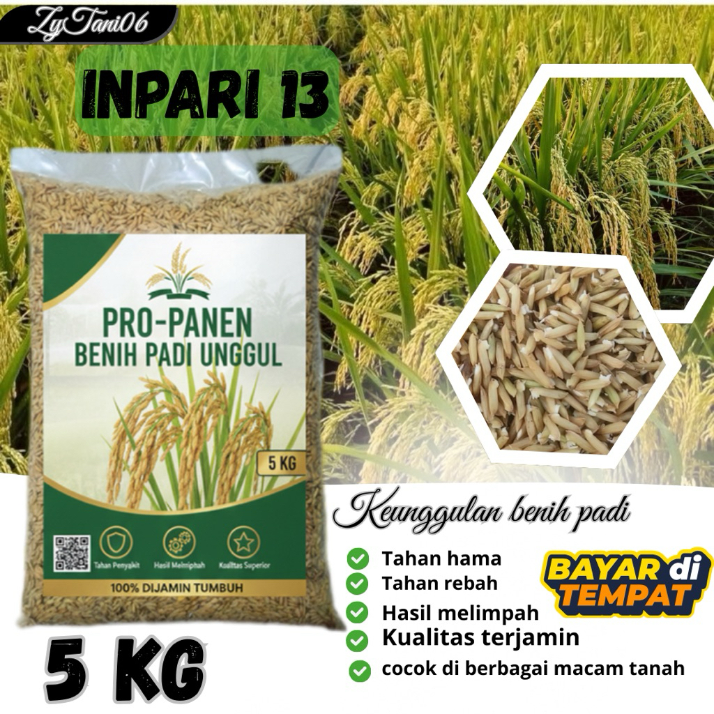 benih padi unggul INPARI 13 kemasan 5kg berkualitas