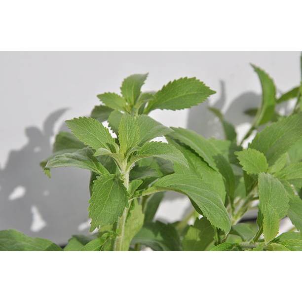 SIAP TANAM BENIH TANAMAN STEVIA