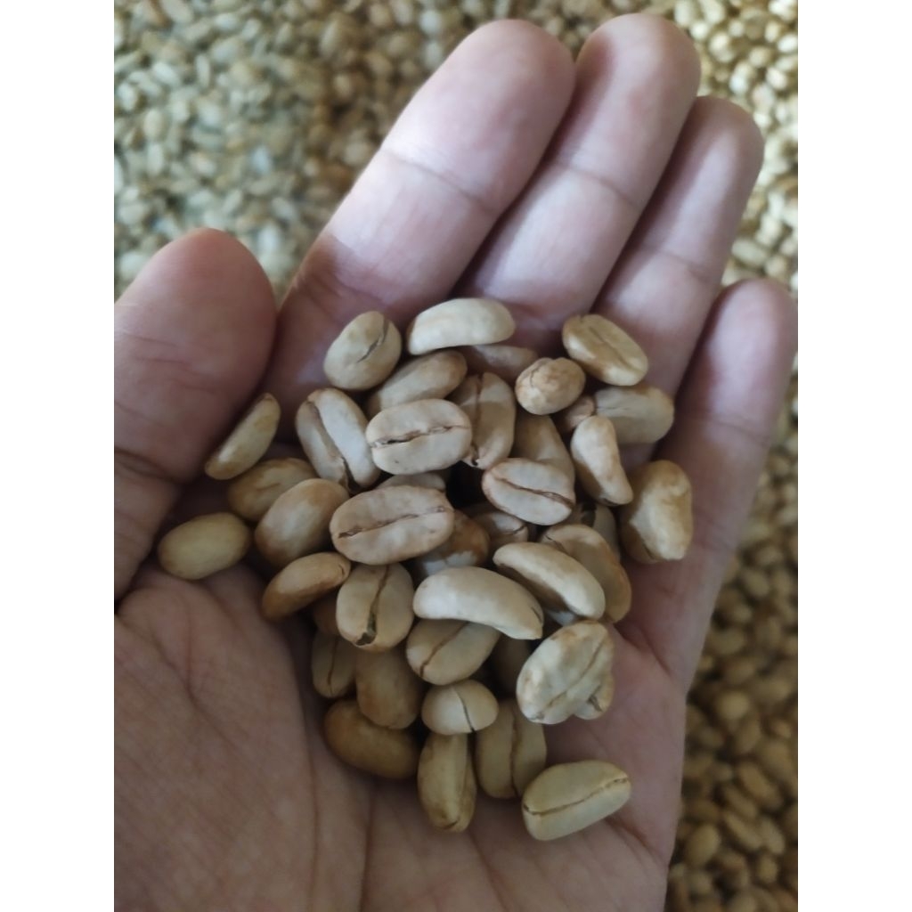 50 biji bibit semai kopi arabika Ateng