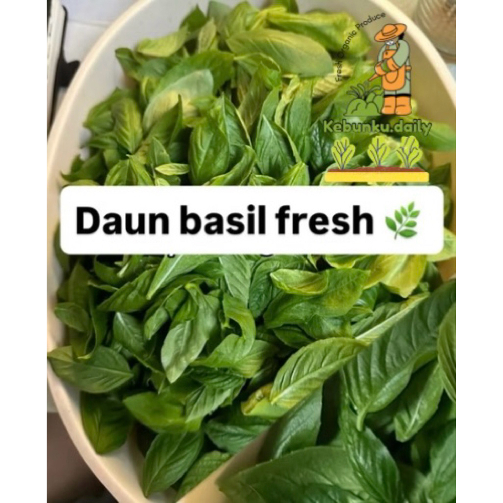 Daun basil Fresh