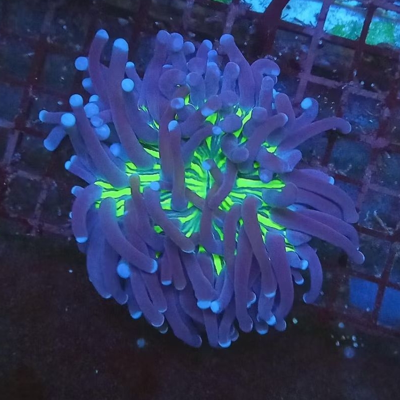 karang piring anemon WYSIWYG 01