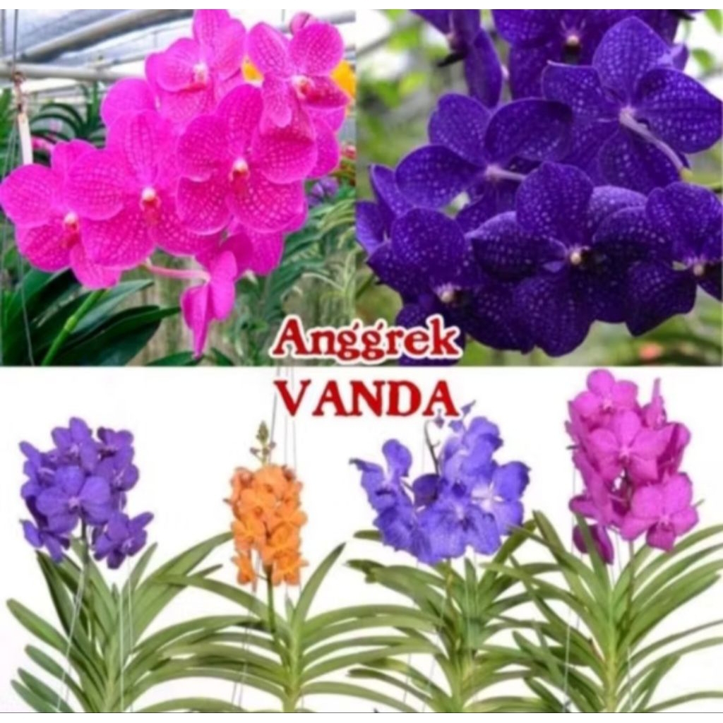 PAKET HEMAT 4 ANGGREK VANDA SUDAH DEWASA PROMO ANGGREK VANDA