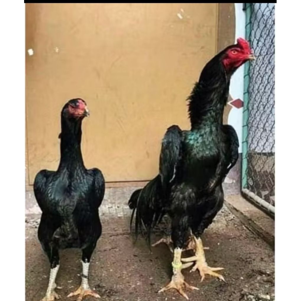 telur ayam shamo Silangan pakhoy kwalitas petarung