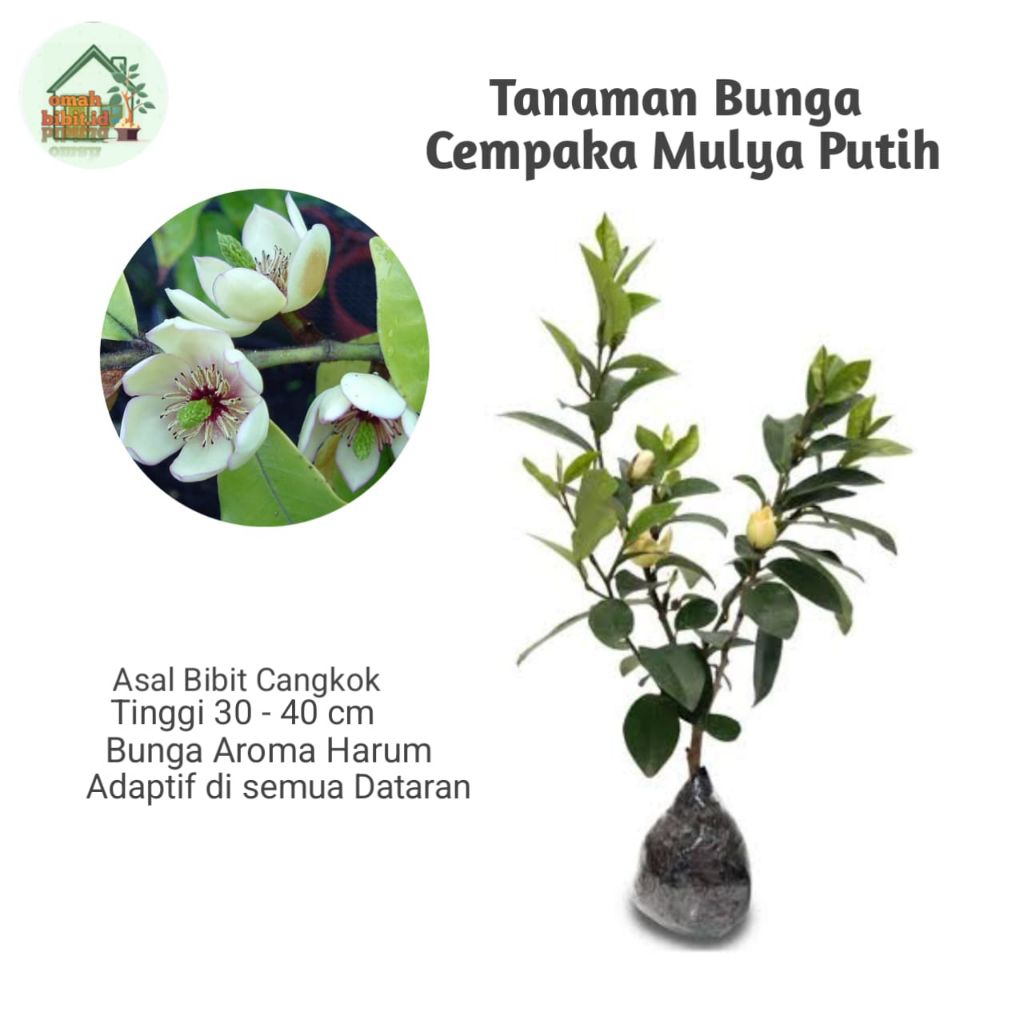 Tanaman Bunga Cempaka Mulya Putih Aroma Harum