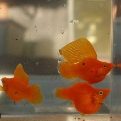 Molly Sunkist Balon Thailand Sailfin Sepasang Hiasan Aquarium dan Aquascape