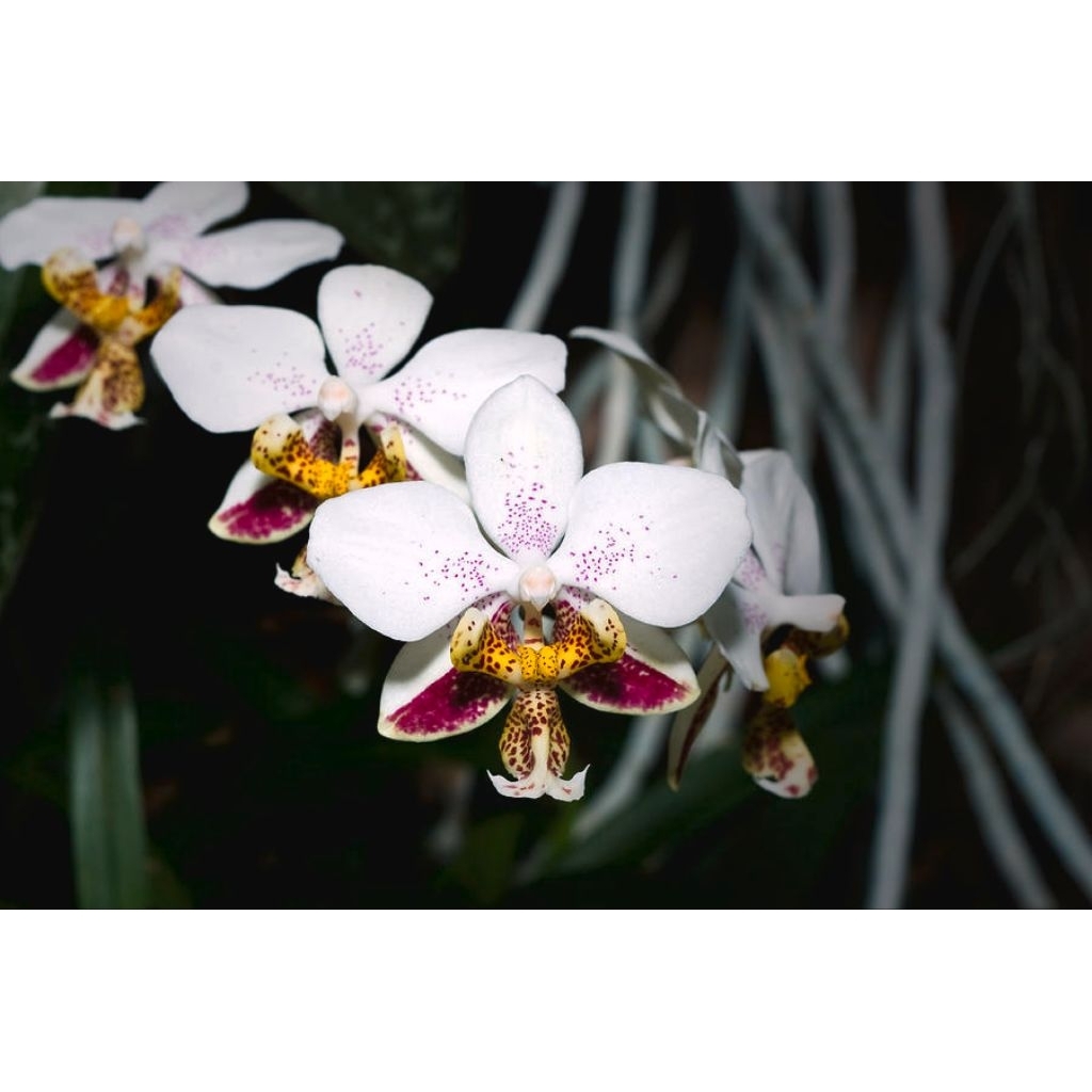 Phalaenopsis stuartiana dewasa siap bunga anggrek bulan spesies sudah ditempel di papan tinggal rawa