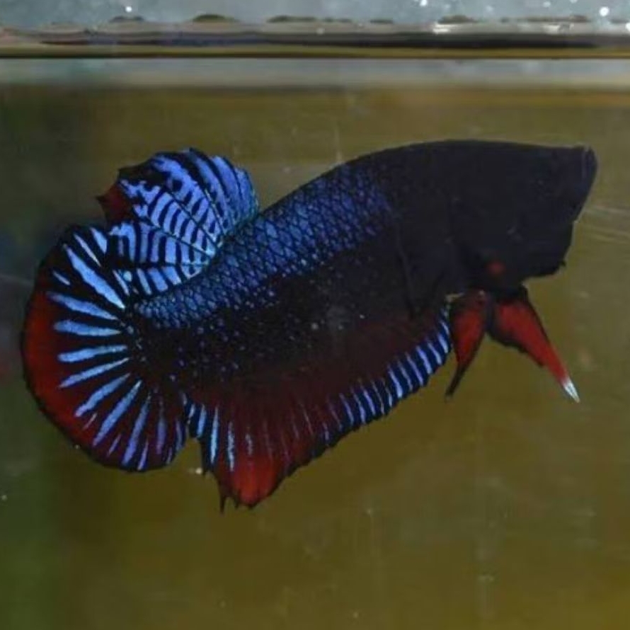 Ikan Cupang Aduan Fighter Bagan MDS Anakan Bahan Top Champion