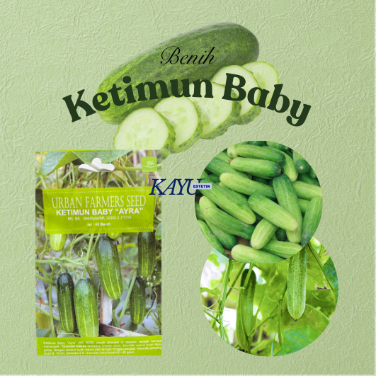 Benih Timun/Benih Ketimun Baby “Ayra”/Benih Murah
