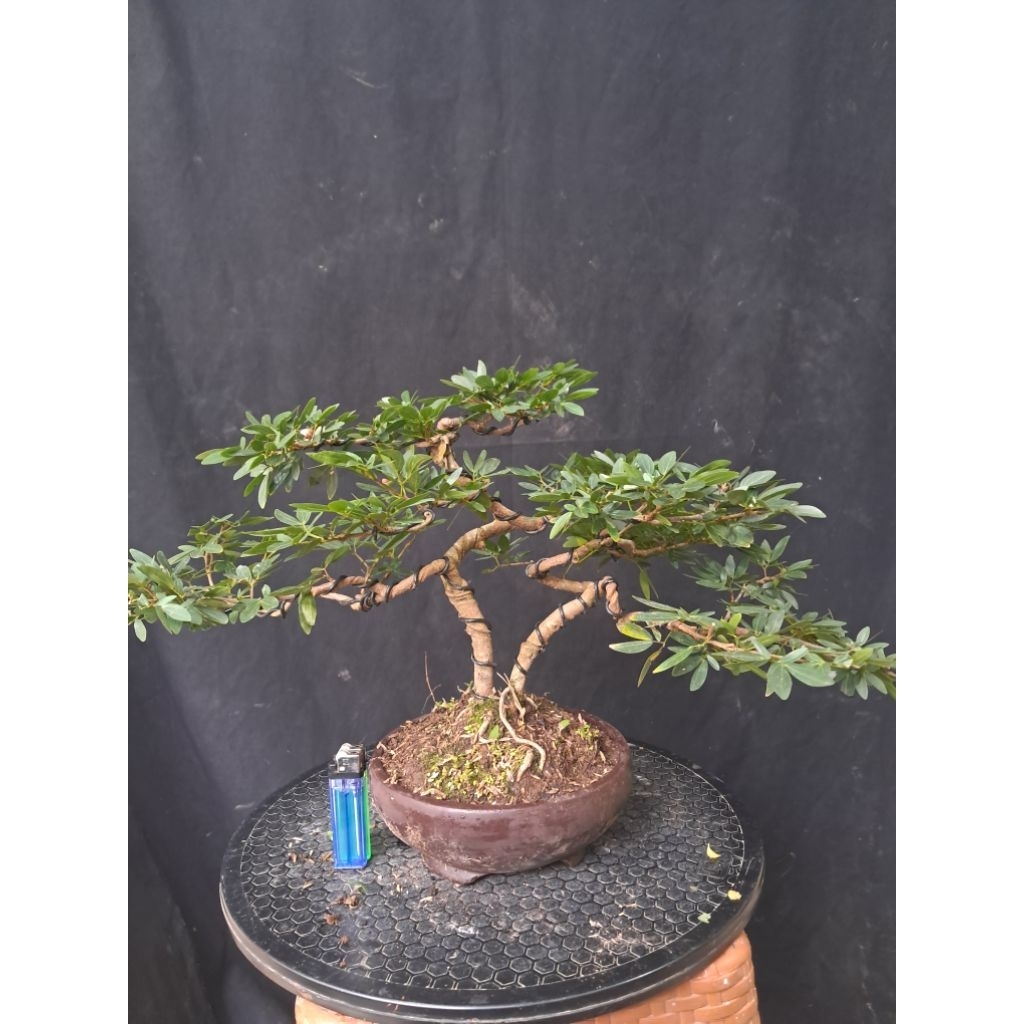 Bonsai kaliandra Surinamensis