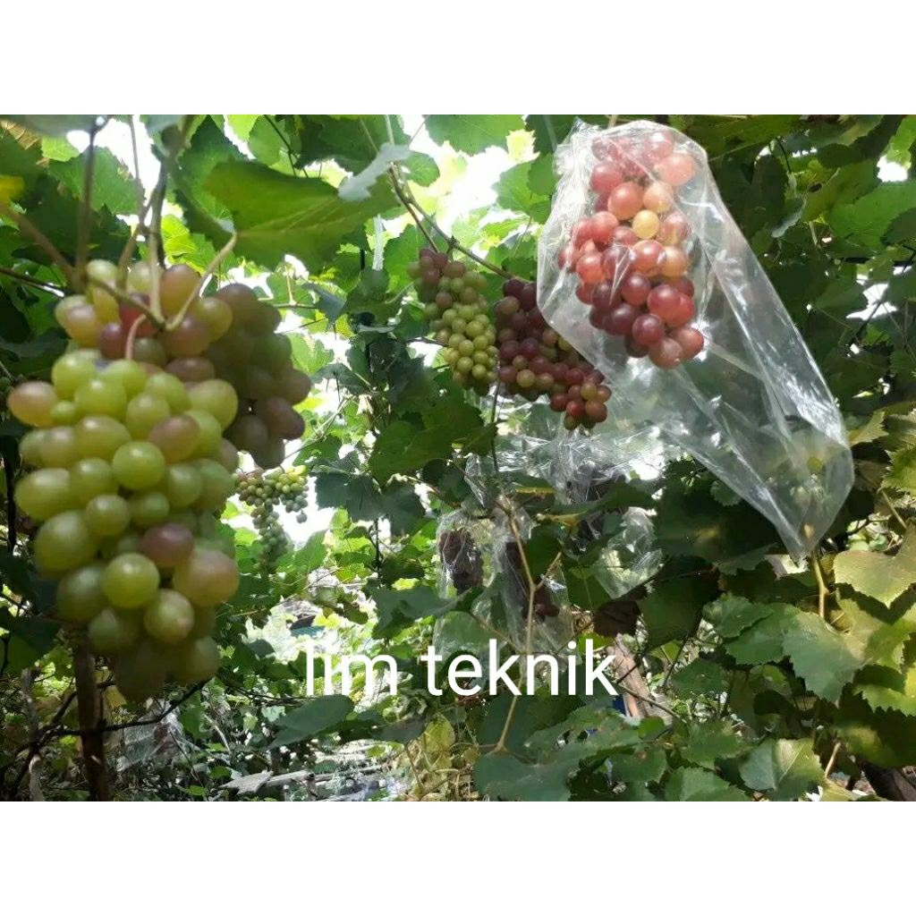 entres anggur berbagai varietas jupiter akademik julian transfigurasi boikonur velles md sn arra 15 