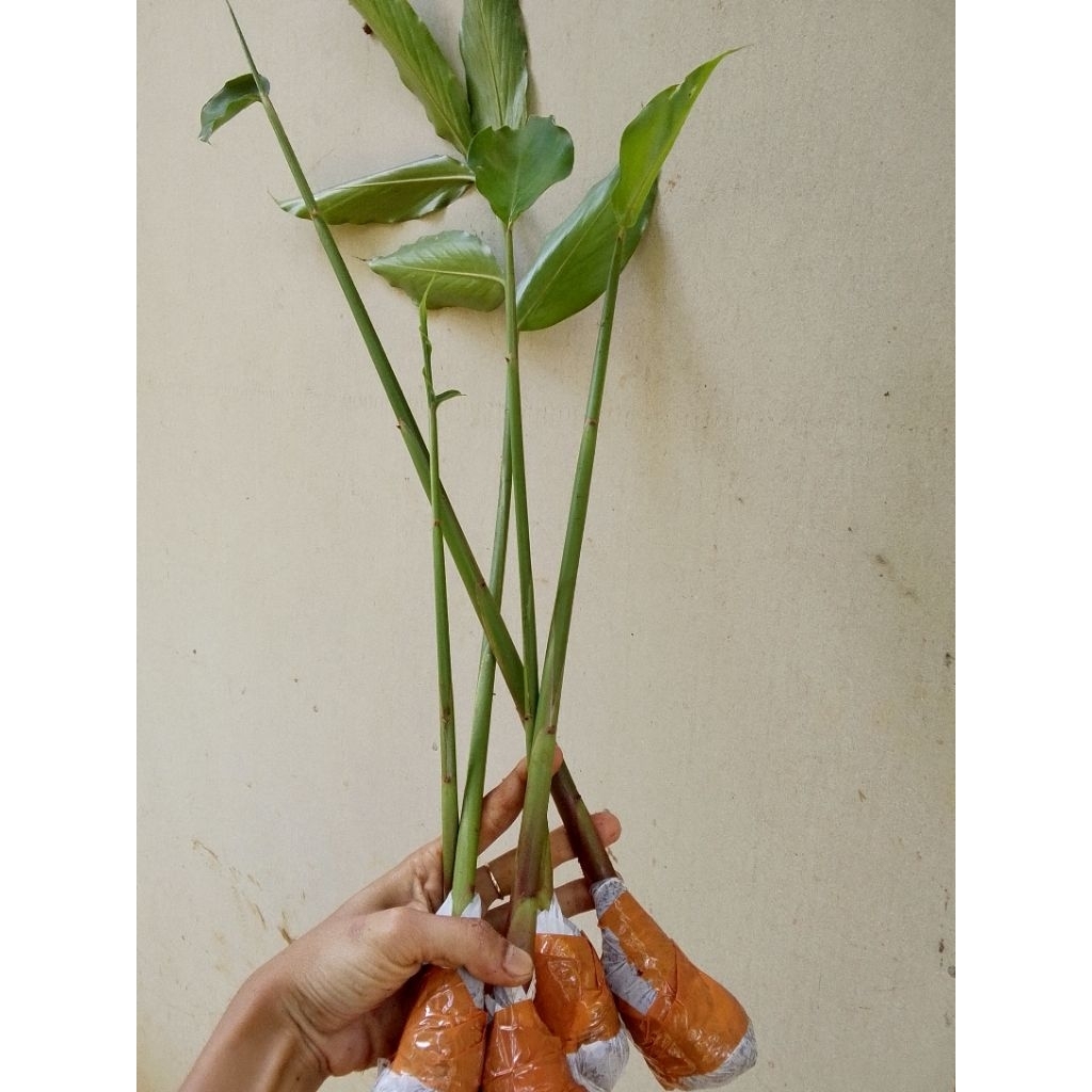 bibit kapulaga per 1 batang | kapulaga lokal ( Beli 5 gratis 1 )