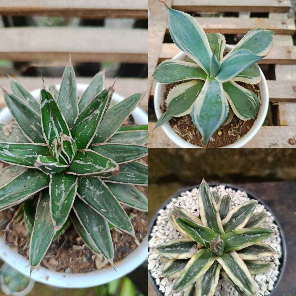 agave ukuran jumbo BONUS POT DAN MEDIA TANAM