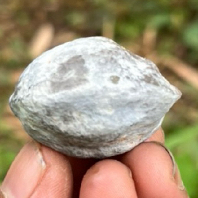 MUNCANG KEMIRI ADU JAWA ORI SI TOWER