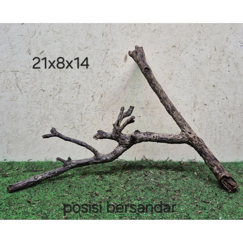Kayu Santigi Laut Kecil 21cm Kayu Tenggelam Aquascape Aquarium Taman 21x8x14 T