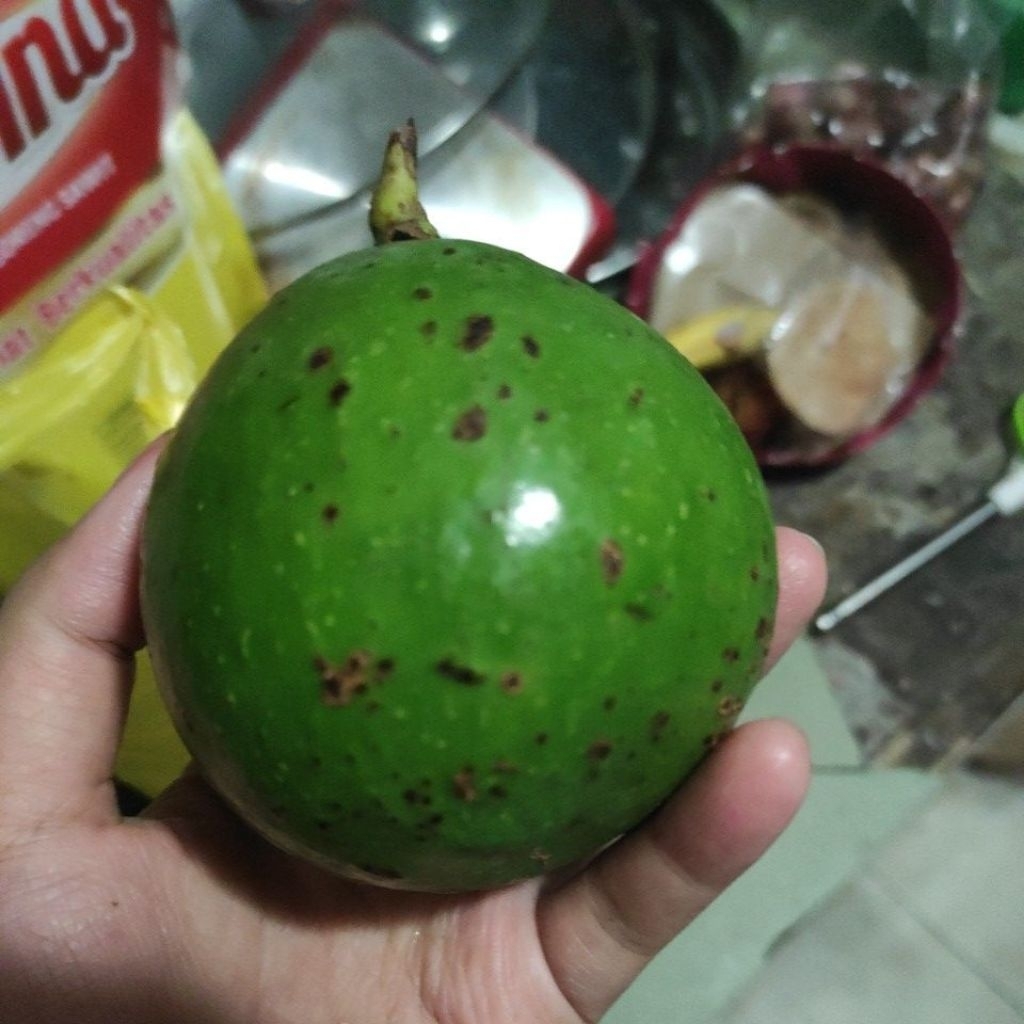 alpukat miki 1kg isi +-4pc