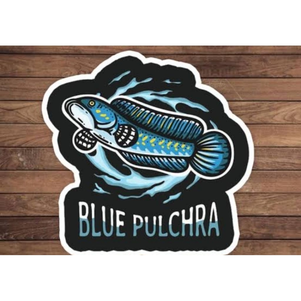 stiker BLUE PULCHRA 15-17CM