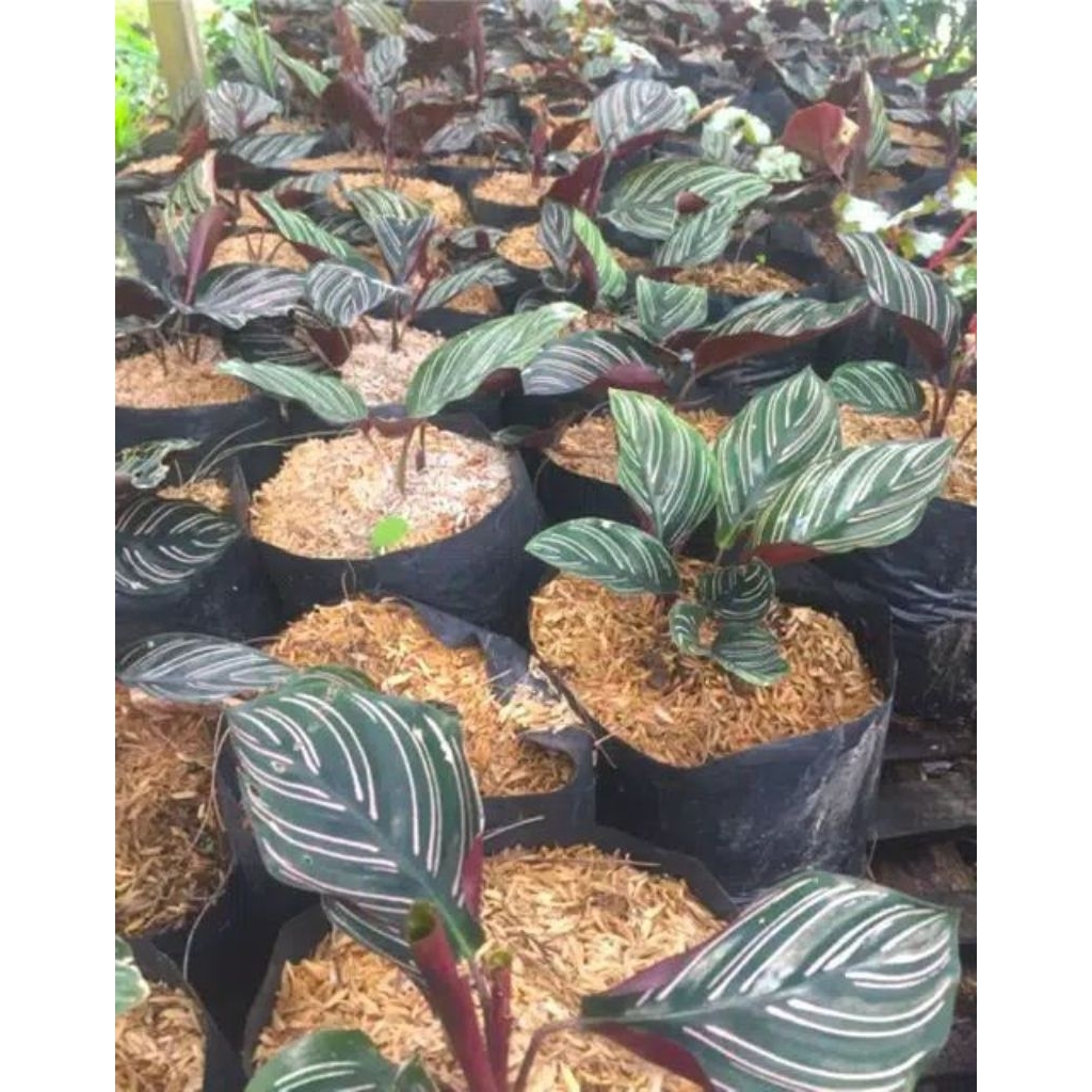 Tanaman Hias Calatea Ornata, Tanaman Hias Calatea Strip Pink, Tanaman Hias Calatea, Tanaman Hias Kal