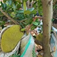 Entres nangka madu J33 / pucuk tunas nangka madu J33