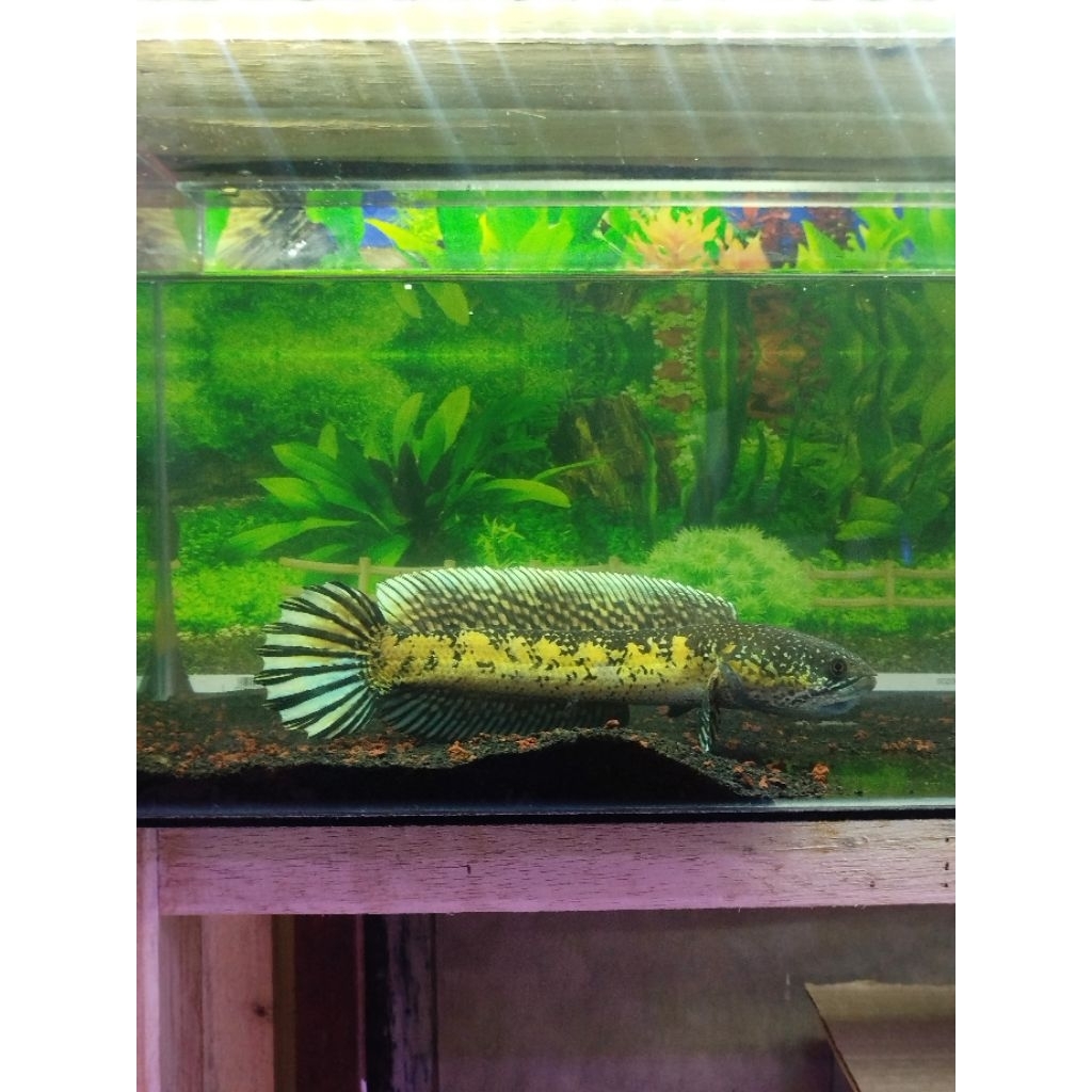 Ikan Chana auranti 30cm