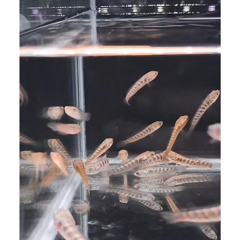 Baby Auranti Maculata Premium