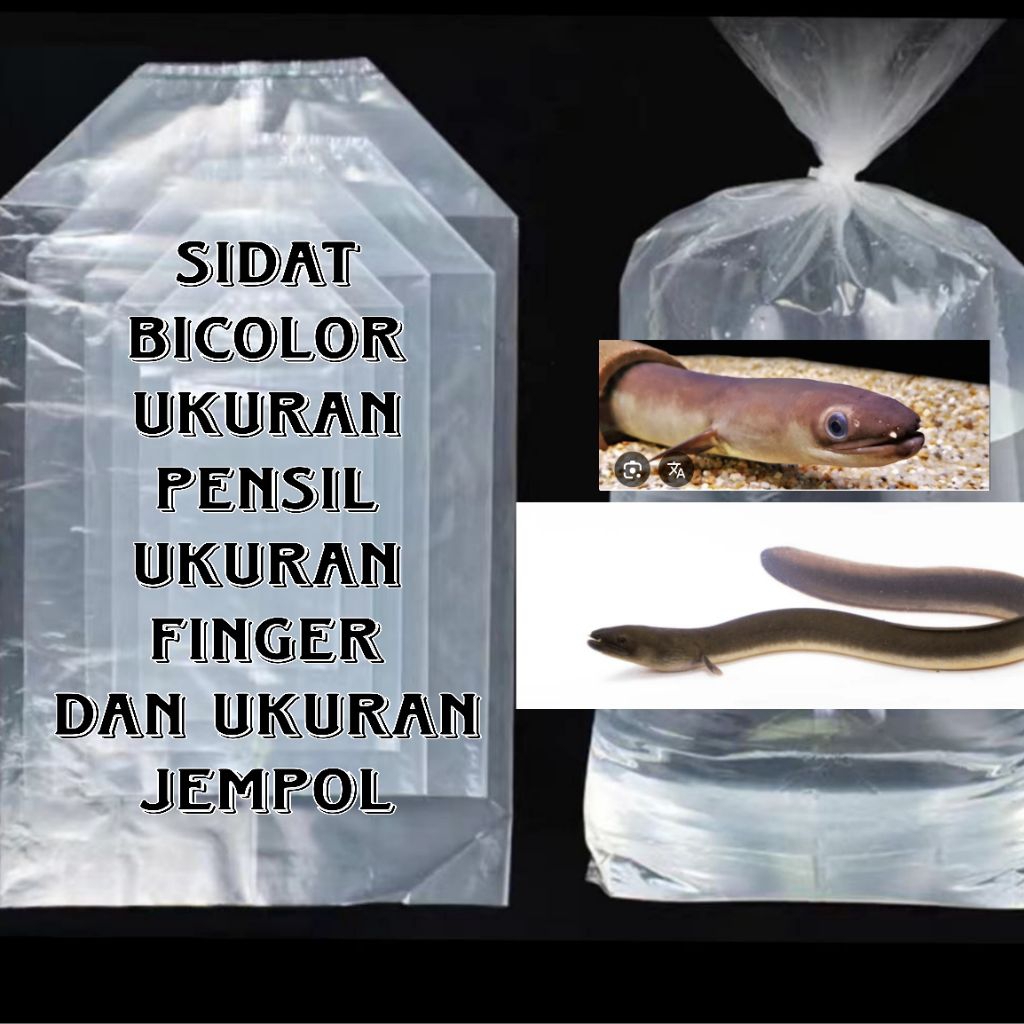 plastik pack merk (sidat bicolor)