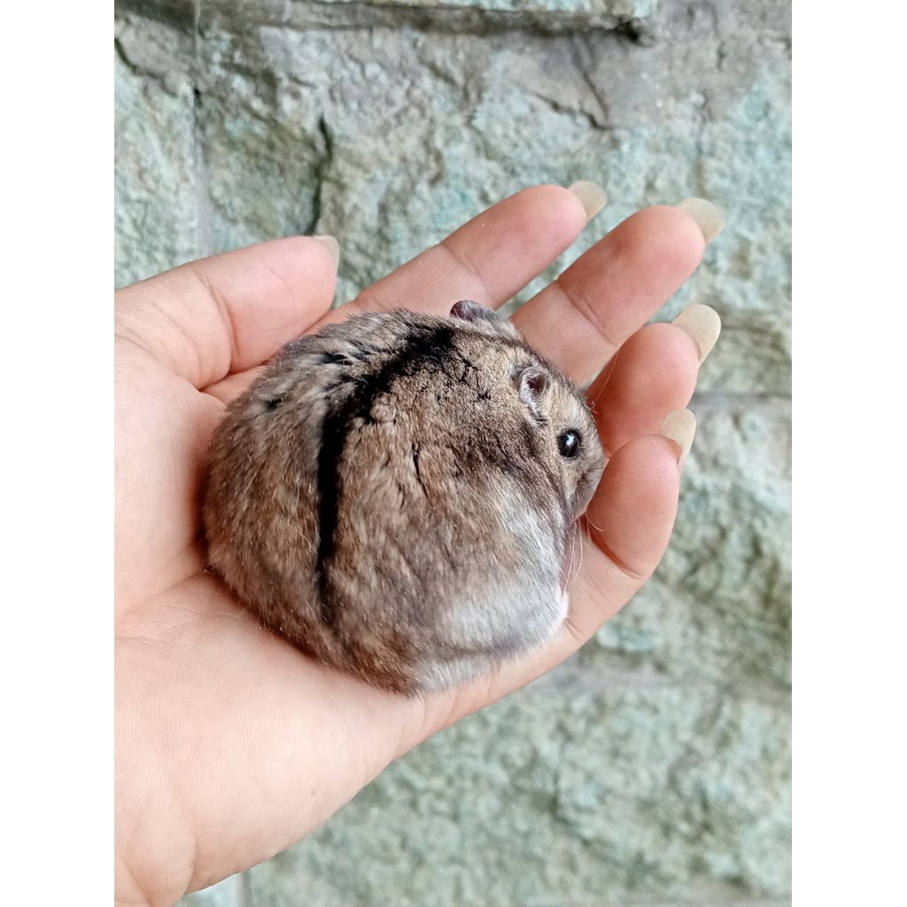 HAMSTER WINTER TIGER DEWASA