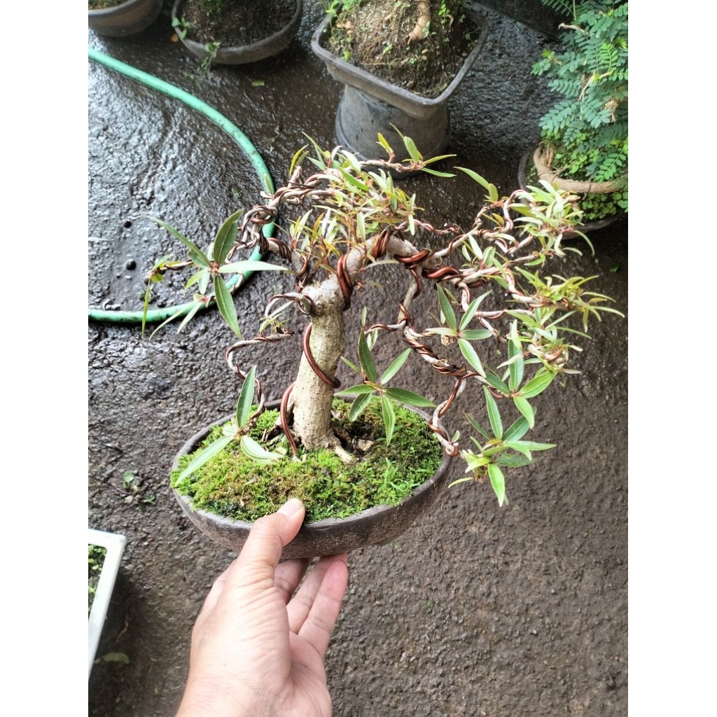 bonsai beringin california cantik tinggal pajang