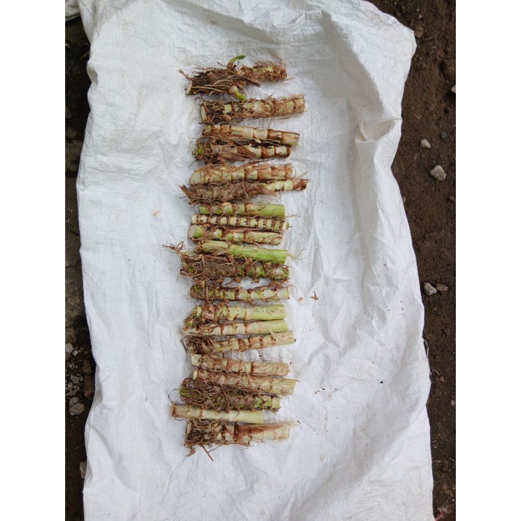 Bibit Rumput Odot Super