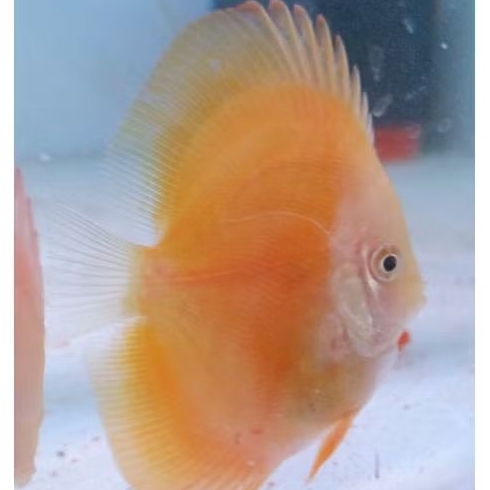 Discus High body / berbagai jenis dan warna Discus hb hiasan aquascape