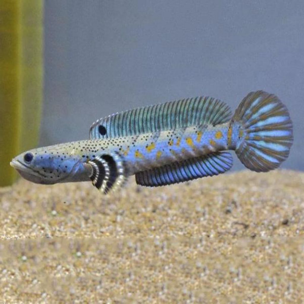 Channa Blue Pulchra 7-8 Cm